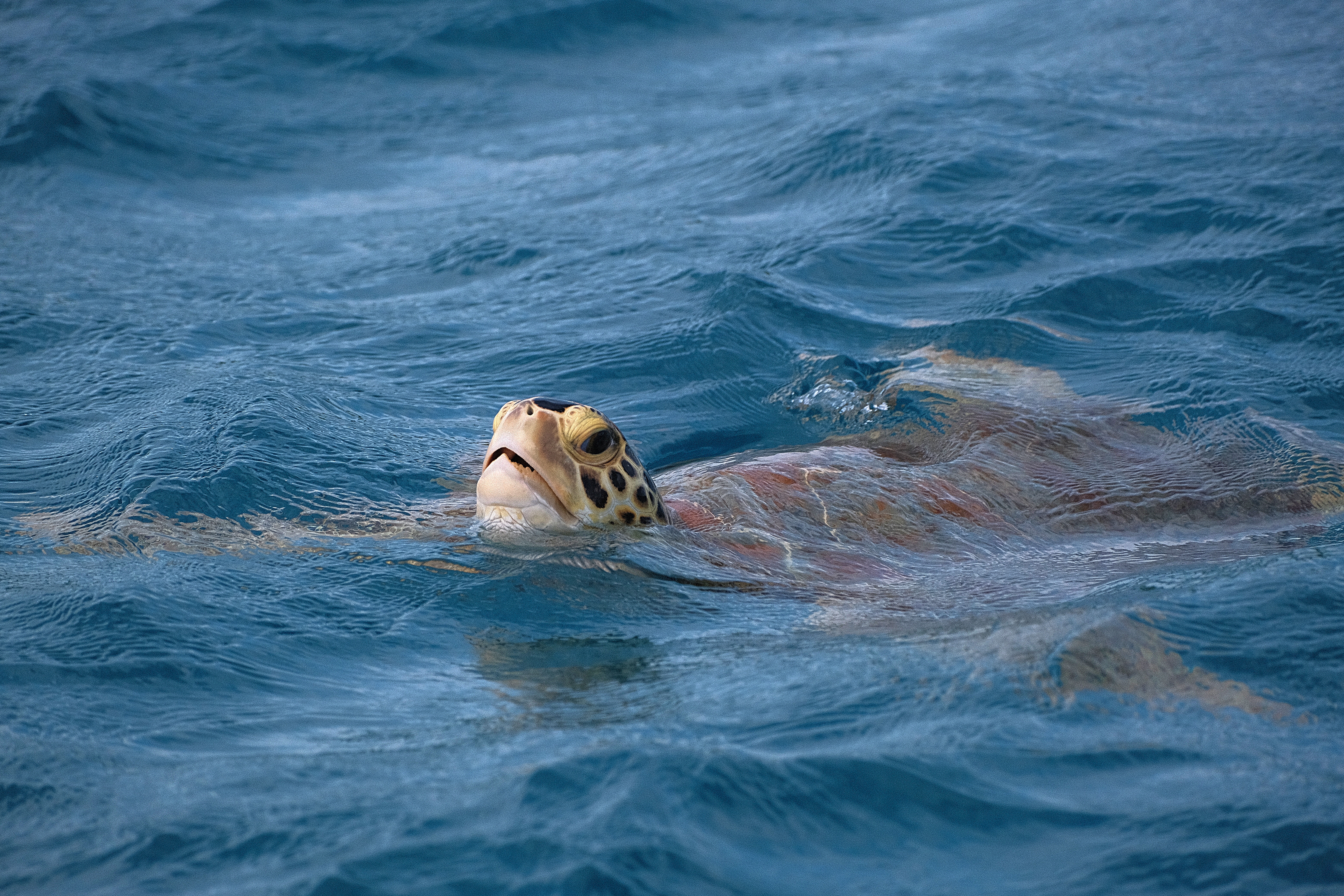 Tobago 