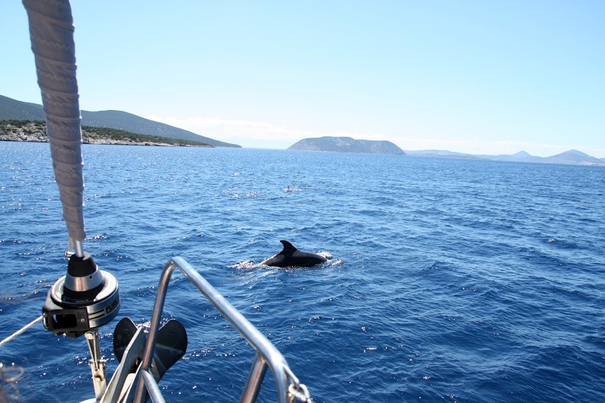delfiny, morze śródziemne