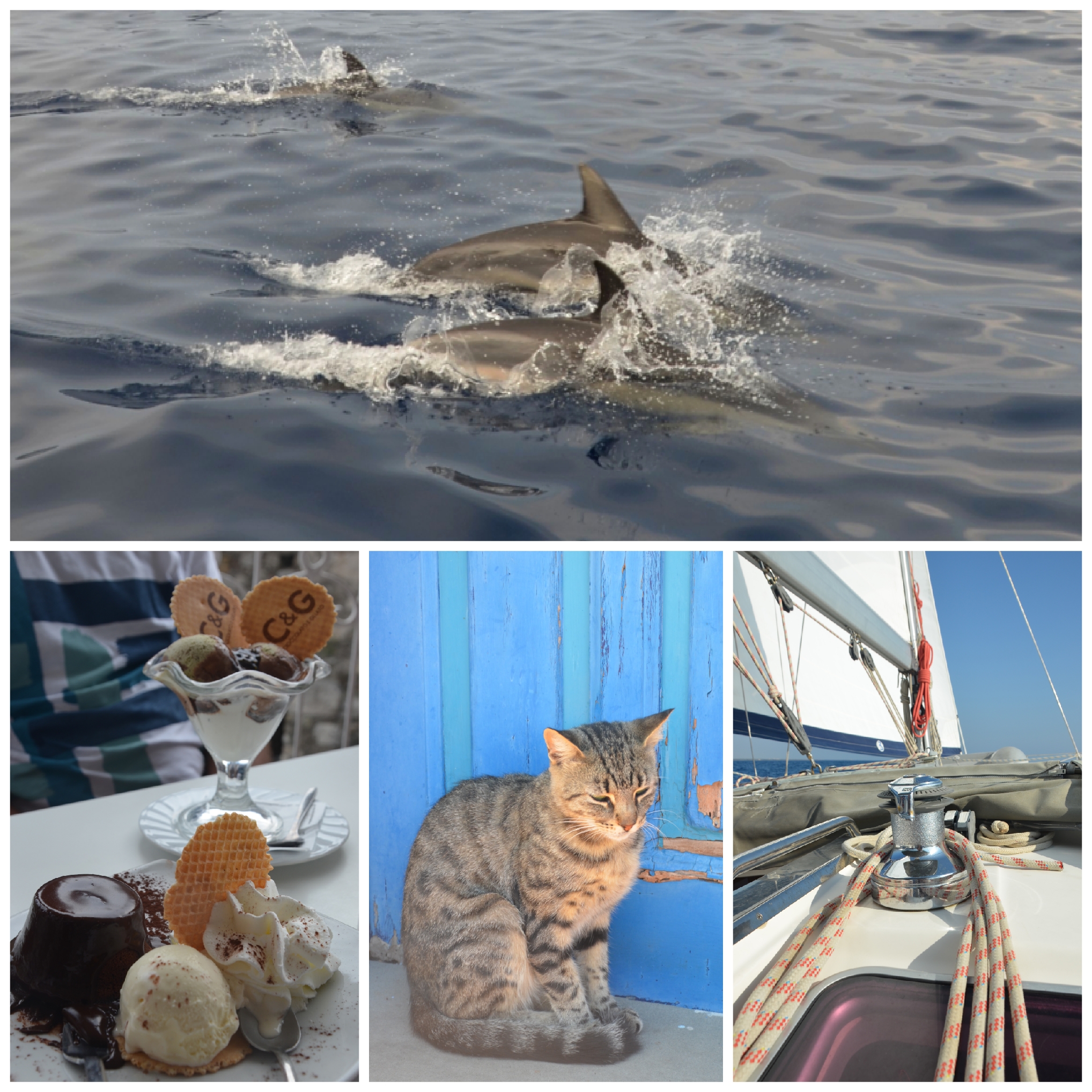 delfiny, morze, jacht, wakacje